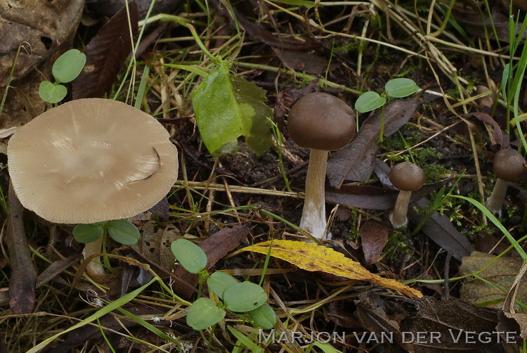 Moerasbossatijnzwam - Entoloma sericatum